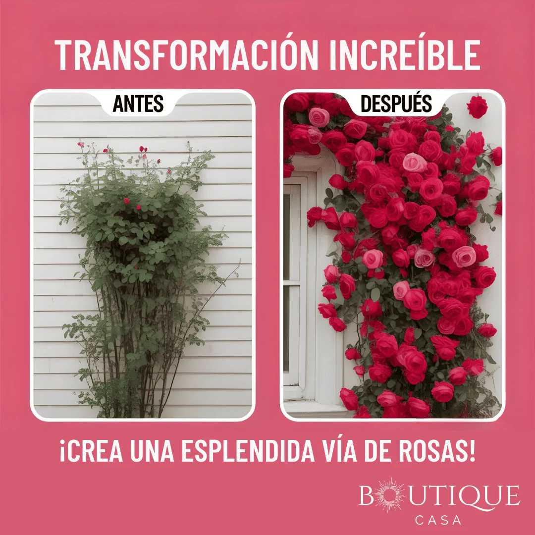 Mix 250 Semillas Rosas Trepadoras | RosaVert™ - Image 3